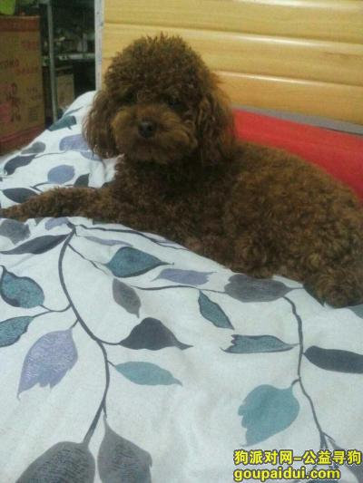 【北京找狗】，3月26号在回龙观东大街丢失一只泰迪，它是一只非常可爱的宠物狗狗，希望它早日回家，不要变成流浪狗。