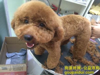 广州市海珠区新港西重金寻找棕色贵宾，它是一只非常可爱的宠物狗狗，希望它早日回家，不要变成流浪狗。