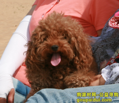 【北京找狗】，重金寻狗 泰勒快回家吧，它是一只非常可爱的宠物狗狗，希望它早日回家，不要变成流浪狗。