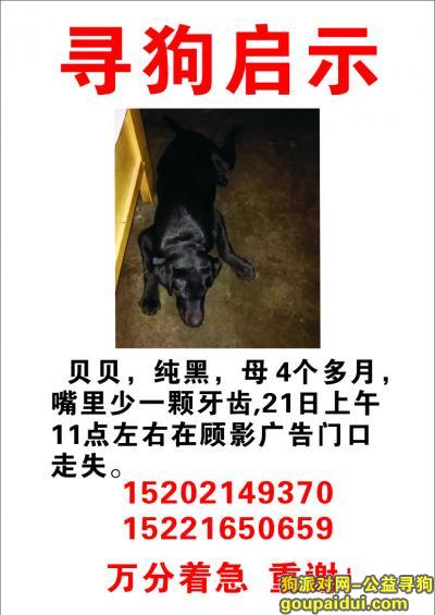 【上海找狗】，贝贝已找回，它是一只非常可爱的宠物狗狗，希望它早日回家，不要变成流浪狗。
