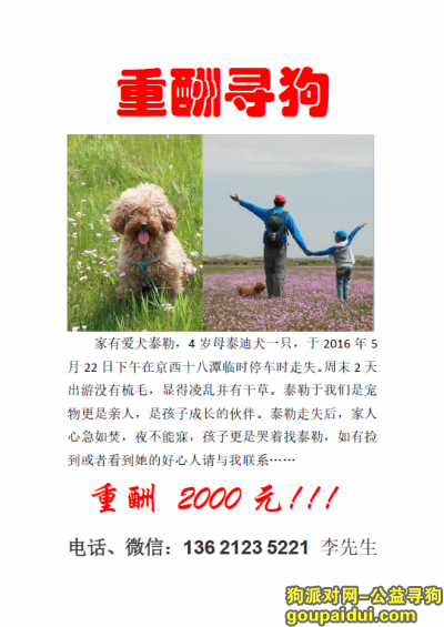 【北京找狗】，北京重金寻泰迪--泰勒快回家吧，它是一只非常可爱的宠物狗狗，希望它早日回家，不要变成流浪狗。