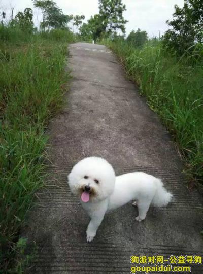 寻白色比熊（公）狗启示，它是一只非常可爱的宠物狗狗，希望它早日回家，不要变成流浪狗。