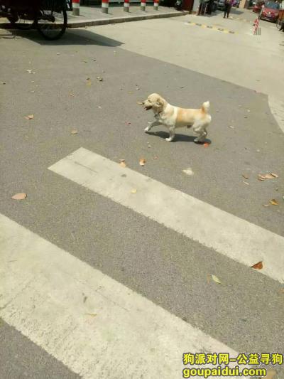【上海找狗】，重金找狗 ，中华田园犬，它是一只非常可爱的宠物狗狗，希望它早日回家，不要变成流浪狗。