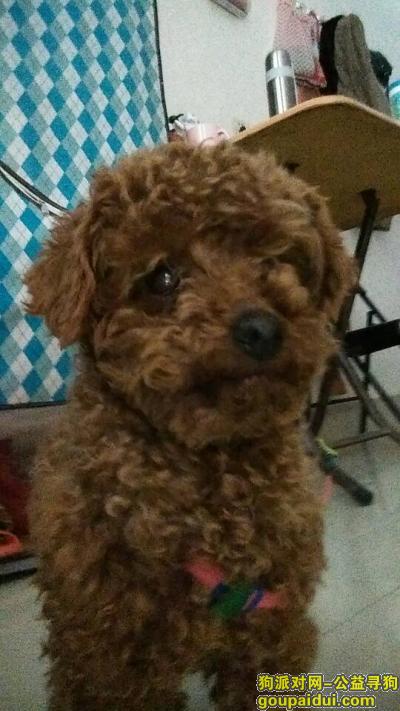 河南新乡解放桥附近丢失褐色小泰迪 后腿略瘸 母的，它是一只非常可爱的宠物狗狗，希望它早日回家，不要变成流浪狗。