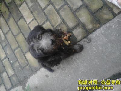 收养西施犬，安大新区附近发现一只流浪的黑色西施犬，它是一只非常可爱的宠物狗狗，希望它早日回家，不要变成流浪狗。