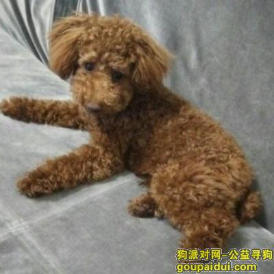 【上海找狗】，寻狗启示典典上海泰迪，它是一只非常可爱的宠物狗狗，希望它早日回家，不要变成流浪狗。
