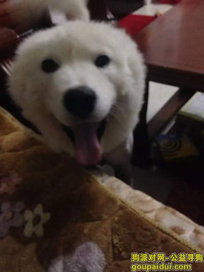 中山丢狗，广东中山帮忙寻找萨摩耶，它是一只非常可爱的宠物狗狗，希望它早日回家，不要变成流浪狗。