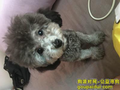 北京市东城区朝阳门内小街内务部酬谢3万元寻找泰迪，它是一只非常可爱的宠物狗狗，希望它早日回家，不要变成流浪狗。