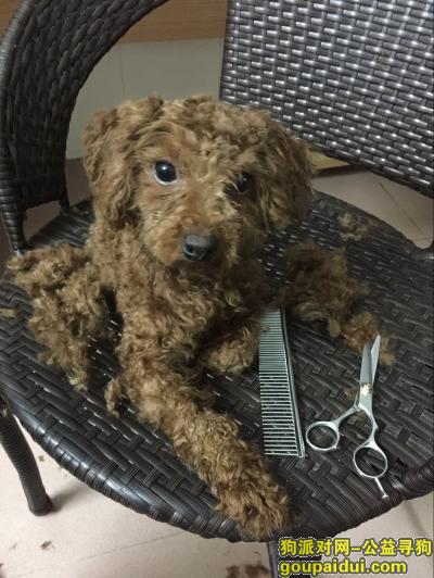 【广州找狗】，5月30日晚在广州车陂遗失棕色母泰迪一只，它是一只非常可爱的宠物狗狗，希望它早日回家，不要变成流浪狗。
