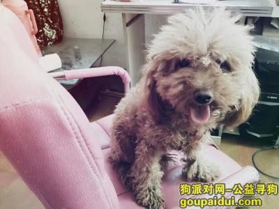 【金华找狗】，浙江金华金东孝顺镇找狗，它是一只非常可爱的宠物狗狗，希望它早日回家，不要变成流浪狗。