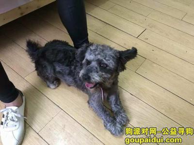 【上海找狗】，上海闵行区古美西路631弄同盛豪园别墅区寻找雪纳瑞串，它是一只非常可爱的宠物狗狗，希望它早日回家，不要变成流浪狗。