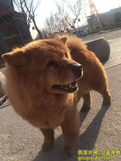 寻找棕黄色松狮犬毛毛，它是一只非常可爱的宠物狗狗，希望它早日回家，不要变成流浪狗。