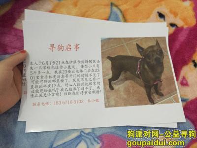 杭州下沙伊萨卡浩泽园区寻狗，它是一只非常可爱的宠物狗狗，希望它早日回家，不要变成流浪狗。