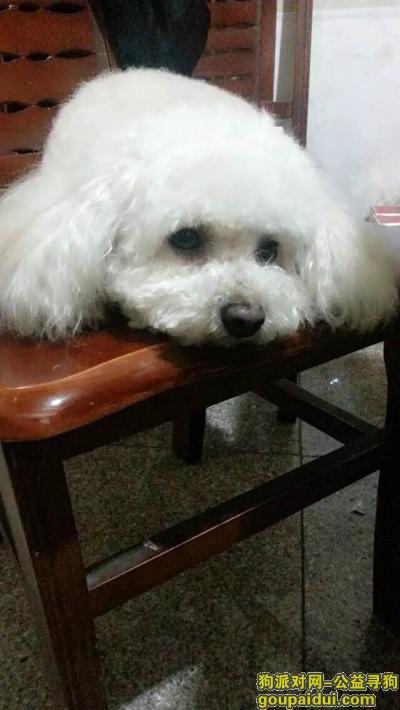 【湖州找狗】，浙江湖州金湖人家寻找贵宾犬，它是一只非常可爱的宠物狗狗，希望它早日回家，不要变成流浪狗。