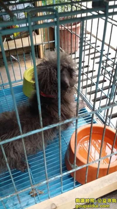 上海找狗主人，上海三泉路花鸟市场 附近找自家狗的时候捡到的灰色贵宾，它是一只非常可爱的宠物狗狗，希望它早日回家，不要变成流浪狗。