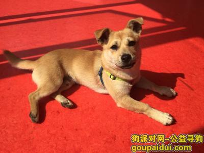 捡到狗，苏州吴中区邵昂路美乐城捡到黄色土狗一只。，它是一只非常可爱的宠物狗狗，希望它早日回家，不要变成流浪狗。