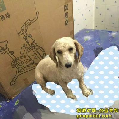 南宁寻狗启示，5月31日万秀村丢失一只米白色贵宾犬，它是一只非常可爱的宠物狗狗，希望它早日回家，不要变成流浪狗。