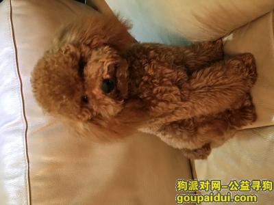 【北京找狗】，京西十八潭附近走失黄色泰迪一只，它是一只非常可爱的宠物狗狗，希望它早日回家，不要变成流浪狗。