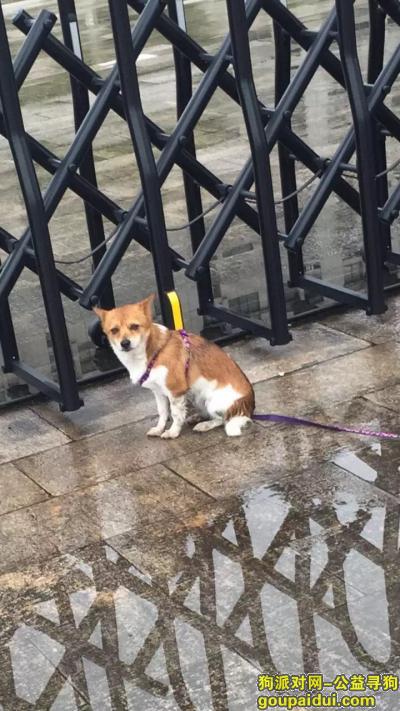 杭州找狗，5月21日傍晚6:30分在杭州下沙杭州电子科技大学体育场草坪丢失串串一只，它是一只非常可爱的宠物狗狗，希望它早日回家，不要变成流浪狗。