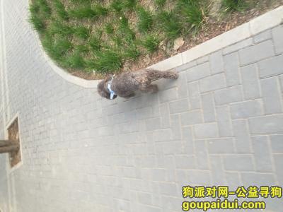 【北京找狗】，寻找2016年5月19日丢失的灰色公泰迪，它是一只非常可爱的宠物狗狗，希望它早日回家，不要变成流浪狗。