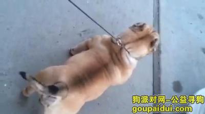青岛寻狗启示，2岁半美国恶霸犬公狗，它是一只非常可爱的宠物狗狗，希望它早日回家，不要变成流浪狗。