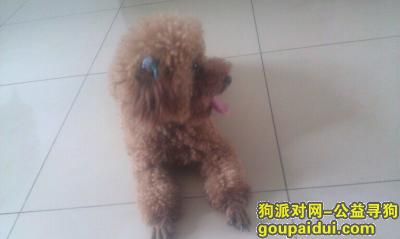 找到酬金一万 上海三泉路花鸟市场附近，它是一只非常可爱的宠物狗狗，希望它早日回家，不要变成流浪狗。