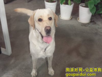 【杭州找狗】，重金寻狗-雄性黄色拉布拉多，它是一只非常可爱的宠物狗狗，希望它早日回家，不要变成流浪狗。