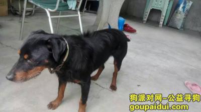 【广州找狗】，广州花都猎梗～6月4号，它是一只非常可爱的宠物狗狗，希望它早日回家，不要变成流浪狗。
