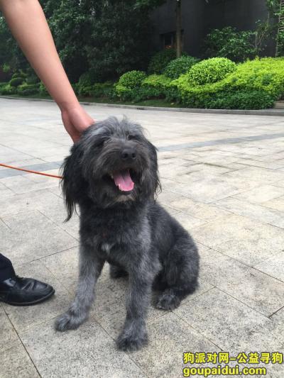 【福州捡到狗】，福州台江广达路世茂天城捡到一只雪纳瑞，它是一只非常可爱的宠物狗狗，希望它早日回家，不要变成流浪狗。