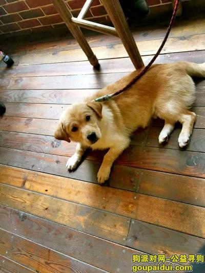 寻狗7个月大的金毛串，它是一只非常可爱的宠物狗狗，希望它早日回家，不要变成流浪狗。