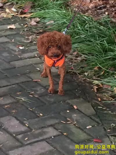 6月7号早上7.40在芙蓉苑东门走失，它是一只非常可爱的宠物狗狗，希望它早日回家，不要变成流浪狗。