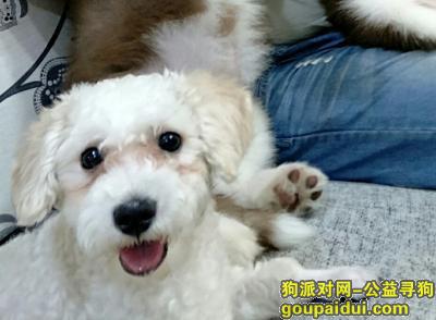 苏州寻狗网，2000元寻狗，白色小型犬，耳朵泛黄，狮子尾，它是一只非常可爱的宠物狗狗，希望它早日回家，不要变成流浪狗。