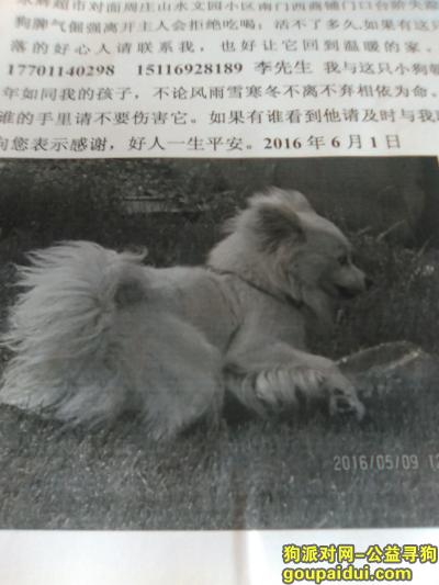 【北京找狗】，请好心人帮我找找我的狗狗，它是一只非常可爱的宠物狗狗，希望它早日回家，不要变成流浪狗。