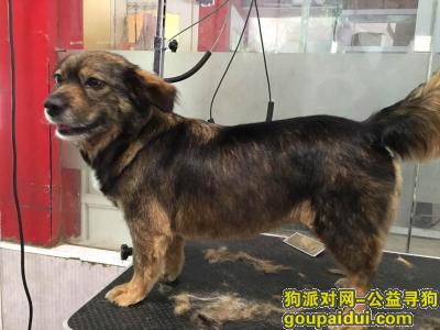 上海捡到狗，寻找狗的主人。中华田园犬，它是一只非常可爱的宠物狗狗，希望它早日回家，不要变成流浪狗。
