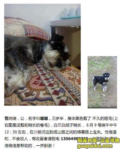 【上海找狗】，上海浦东新区北蔡川杨河边寻找雪纳瑞，它是一只非常可爱的宠物狗狗，希望它早日回家，不要变成流浪狗。
