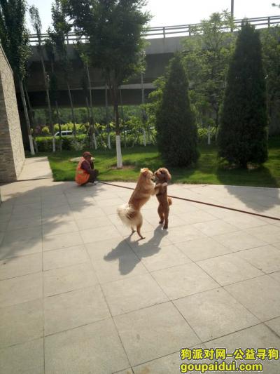 【太原找狗】，太原胜利西街老干区中型泰迪6月3日丢失-3000元酬谢，它是一只非常可爱的宠物狗狗，希望它早日回家，不要变成流浪狗。