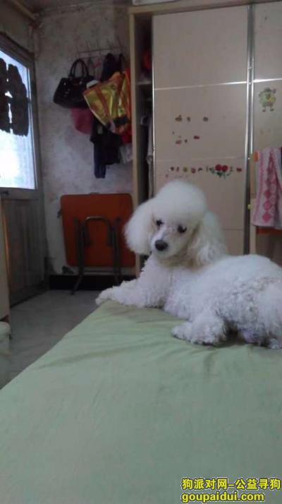 【北京找狗】，重病白色贵宾狗于北京朝阳八里庄走失至今未归，它是一只非常可爱的宠物狗狗，希望它早日回家，不要变成流浪狗。