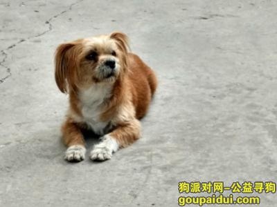 【太原捡到狗】，捡到一只狗（太原森林公园），它是一只非常可爱的宠物狗狗，希望它早日回家，不要变成流浪狗。