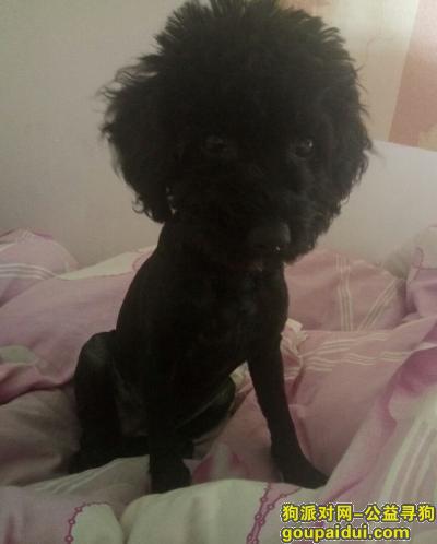 一只黑色的泰迪在昨晚丢失，它是一只非常可爱的宠物狗狗，希望它早日回家，不要变成流浪狗。