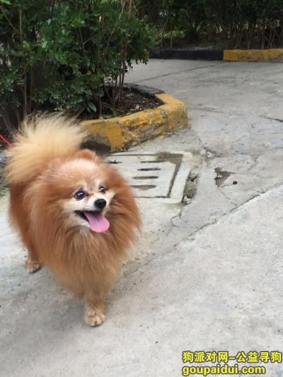 上海闸北区临汾路捡到博美，它是一只非常可爱的宠物狗狗，希望它早日回家，不要变成流浪狗。