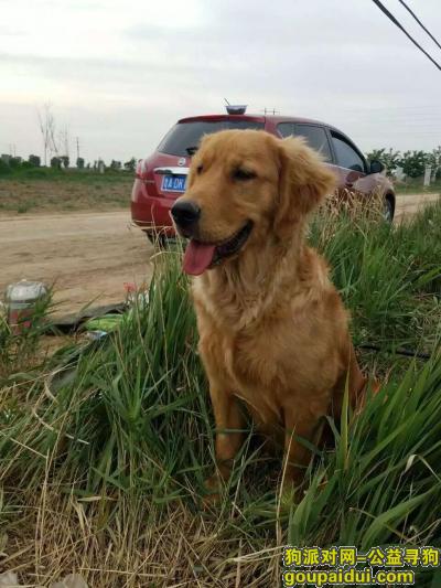 保定找狗，在安新县百亩鱼池丢失金毛一条，它是一只非常可爱的宠物狗狗，希望它早日回家，不要变成流浪狗。