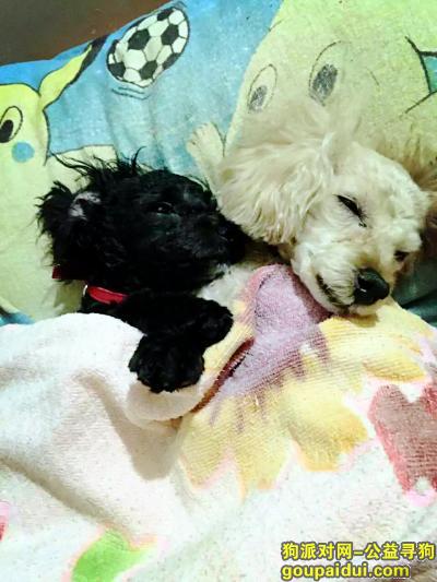 昨天晚上在济南黄台南路铁路局宿舍广场内丢失爱犬一只，它是一只非常可爱的宠物狗狗，希望它早日回家，不要变成流浪狗。