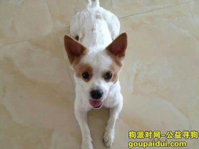 寻找蝴蝶犬，寻找白色蝴蝶犬，15年11月份在广州小洲村海洲花园丢失，它是一只非常可爱的宠物狗狗，希望它早日回家，不要变成流浪狗。