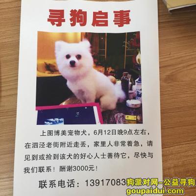 【上海找狗】，上海松江区泗泾老街酬谢3000元寻找博美犬，它是一只非常可爱的宠物狗狗，希望它早日回家，不要变成流浪狗。