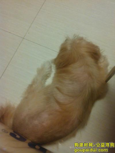 成都温江鹏程路寻狗启示，它是一只非常可爱的宠物狗狗，希望它早日回家，不要变成流浪狗。