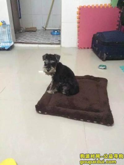 【广州找狗】，广州市海珠区南泰路润南花园重金寻找雪纳瑞，它是一只非常可爱的宠物狗狗，希望它早日回家，不要变成流浪狗。