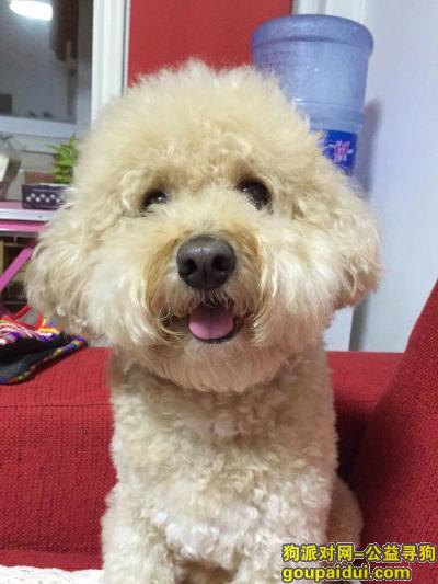 【北京找狗】，香槟色泰迪走失，愿重金赎回，它是一只非常可爱的宠物狗狗，希望它早日回家，不要变成流浪狗。