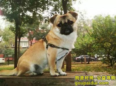 急急急！！！在石景山医院南门附近丢的！，它是一只非常可爱的宠物狗狗，希望它早日回家，不要变成流浪狗。