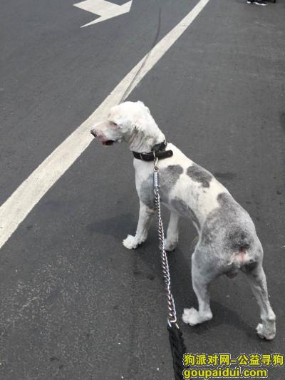 【成都找狗】，锦江区青石桥遗失剃毛古牧弟弟，它是一只非常可爱的宠物狗狗，希望它早日回家，不要变成流浪狗。