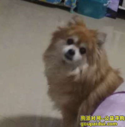 【郑州找狗】，寻找郑州高新区丢失爱宠，它是一只非常可爱的宠物狗狗，希望它早日回家，不要变成流浪狗。